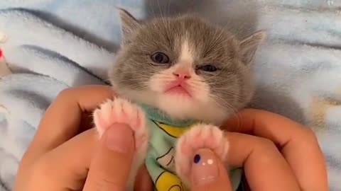 How can this kitten be so cute!