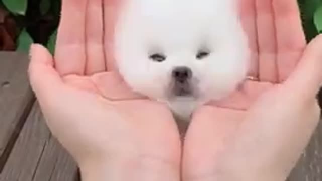 Cute dog 🐕 || enjoyed to cute small dog 🐶