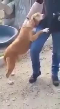 Shelter Dog Latches On To Journalist - Who Adopter Her!