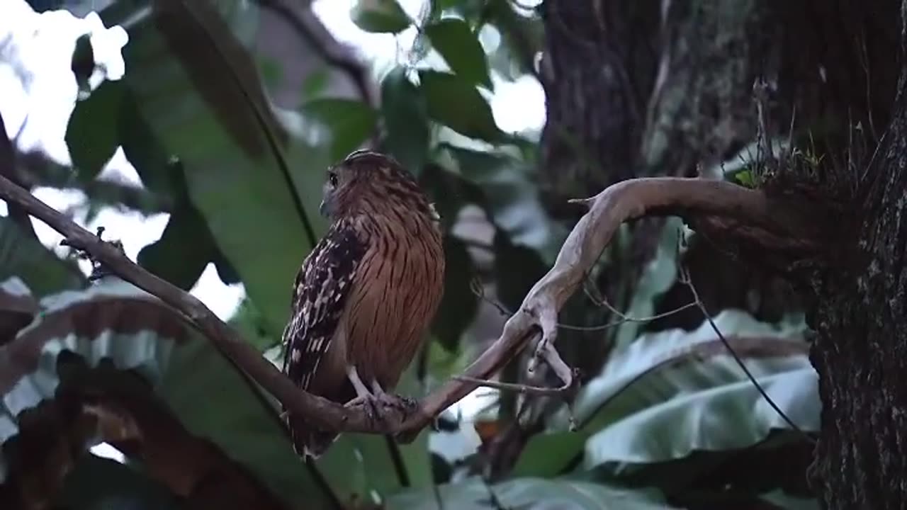 wildlife & Funs
