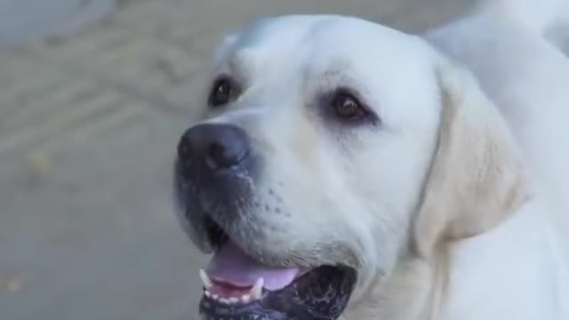 Dog save blind man @dog @short