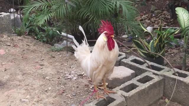 You have never seen such a talking rooster