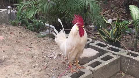 You have never seen such a talking rooster