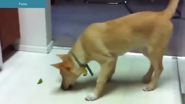 BEST FUNNY ANIMALS TRY NOT TO LAUGH - Dog eats lemon