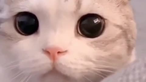 Cats are so funny Tiktok