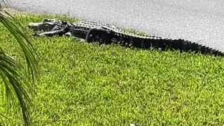 Gator Lays Down in Lawn