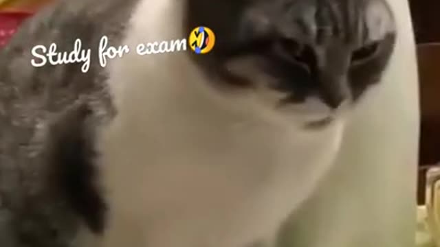 🤣LAUGH TO FAINT😹CATs will make you LAUGH all day😹 - Funny Cats Life