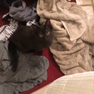 A close up on Spooky The Cat