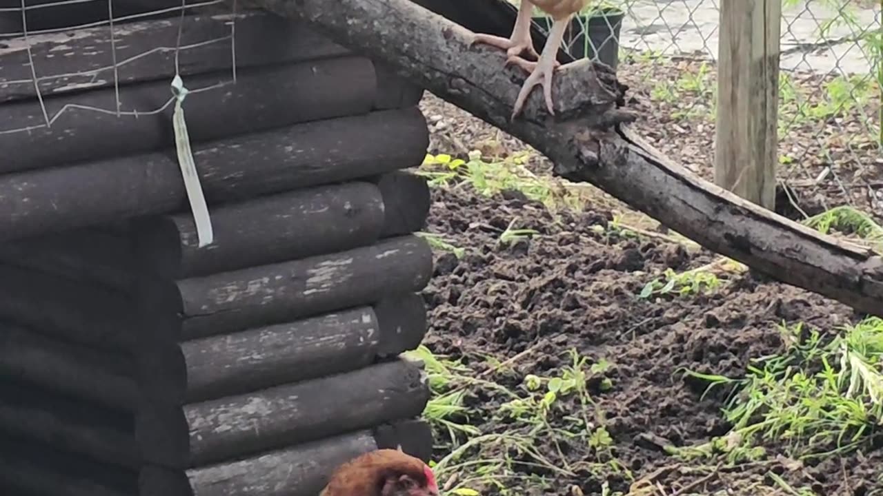 OMC! More time w/ Brownie & friends - Friendly flock with chicken jump! #chickens #friendly #shorts