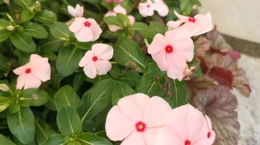 Prettiest small pink flower with red spot in the center