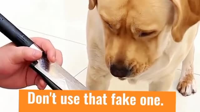 never lie to a smart dog 😂😂😂😂