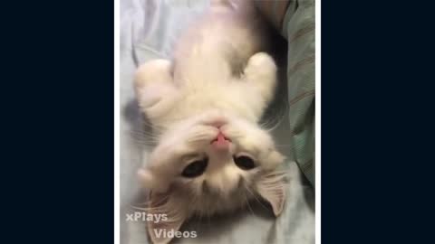 cute cats # 10