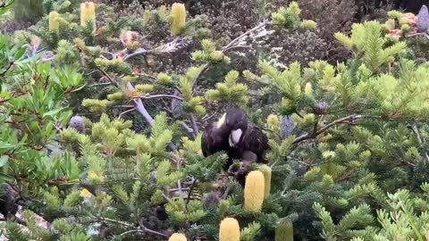 Honestly black cockatoos are so great