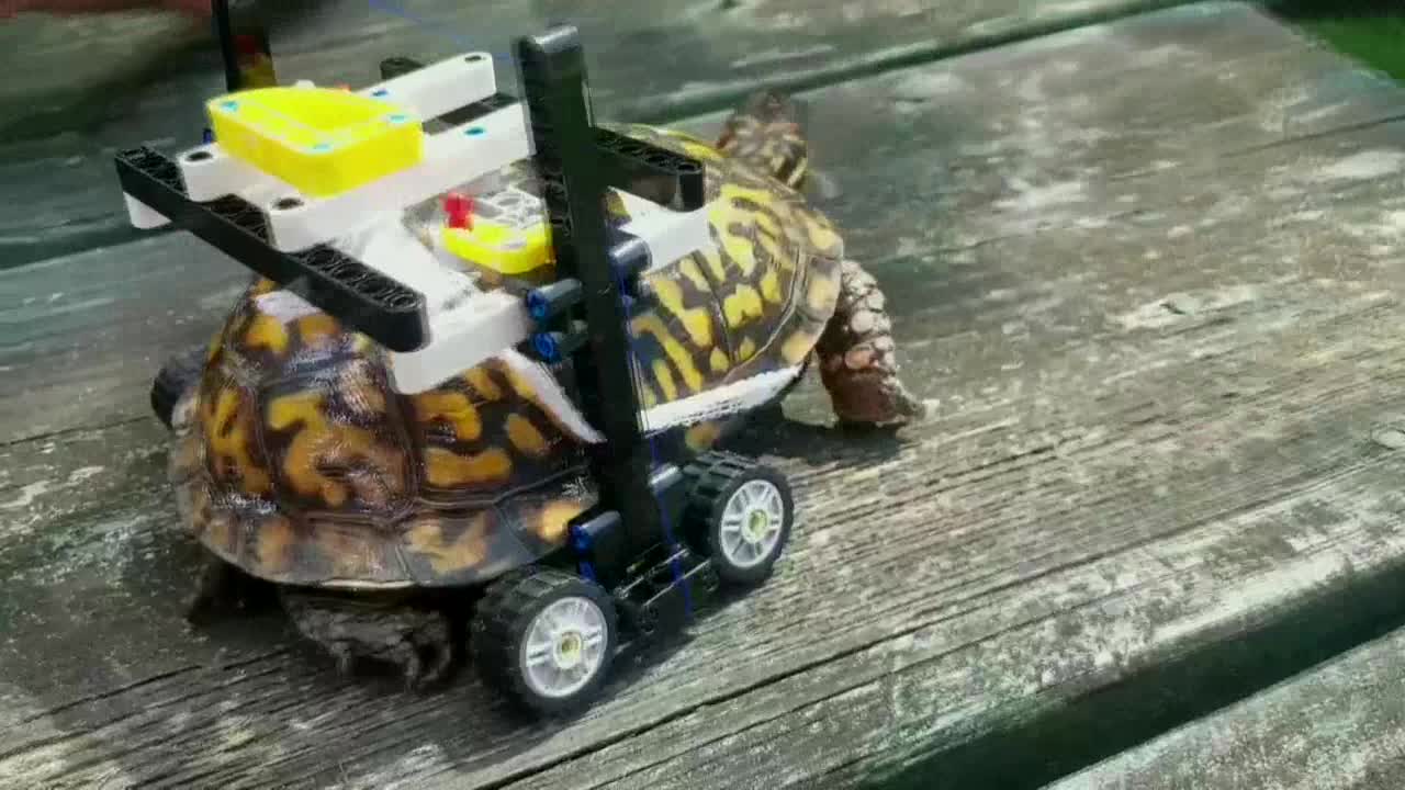 Construyeron una silla de ruedas con piezas de Lego para ayudar a una tortuga herida