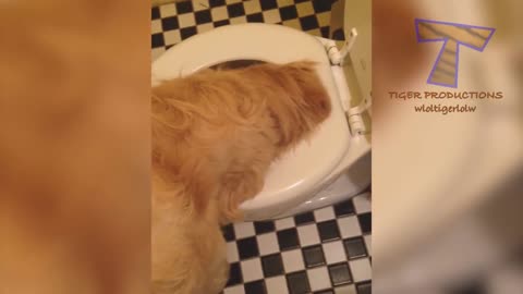 Get ready to LAUGH SUPER HARD - Best FUNNY DOG videos
