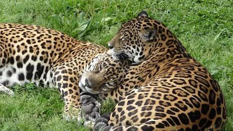 Jaguar, Brazilian fauna