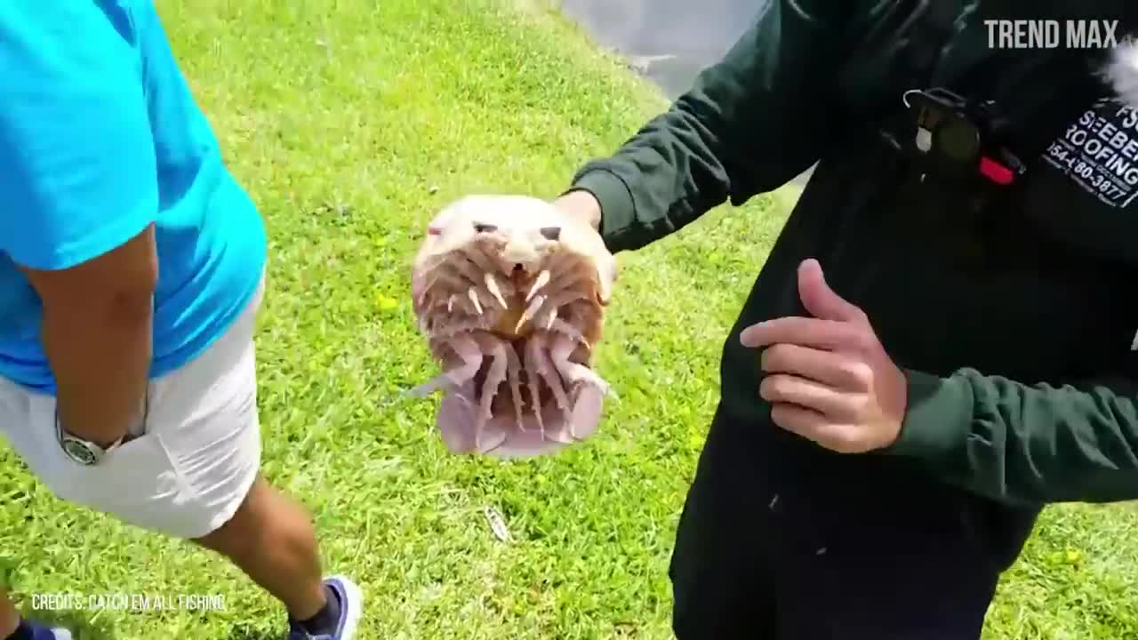 STRANGE ANIMALS that gave you chills! 2021 ...