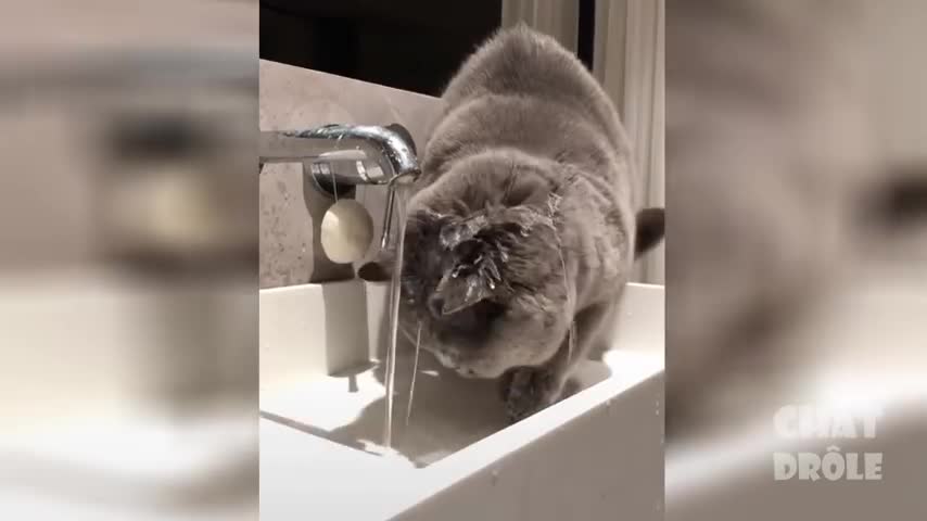 Laugh Out Loud Cat Video #7