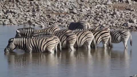 Zebra crossing at the Okaukuejo water hole, Etosha National Park, Namibia