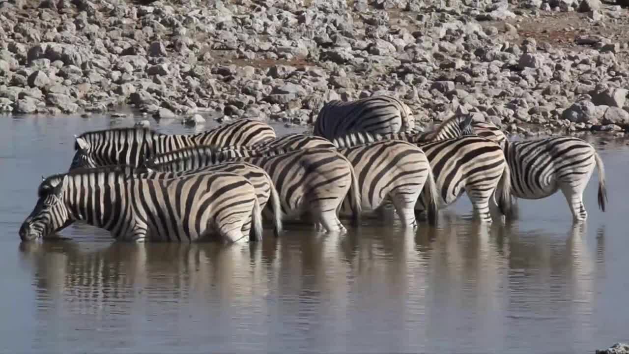 Zebra crossing at the Okaukuejo water hole, Etosha National Park, Namibia