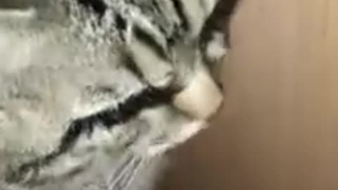 Cute cat