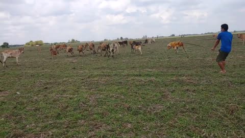 Wow Nice, Fake Tiger Prank Cow, Dog So Funny Action Cows, Dogs 2021