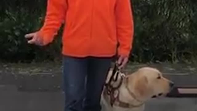 Dog Every Moment Good Frend