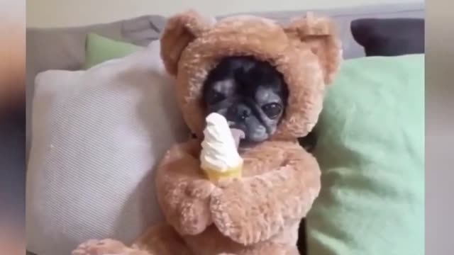 Funniest Animals - Best of Funny Animal Videos - Try Not To Laugh!