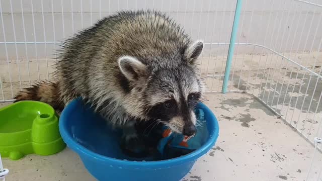 Tidy raccoon decides to do his own laundry