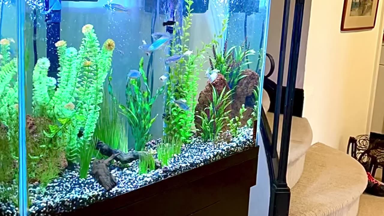 Fresh water Aquarium Cleaning