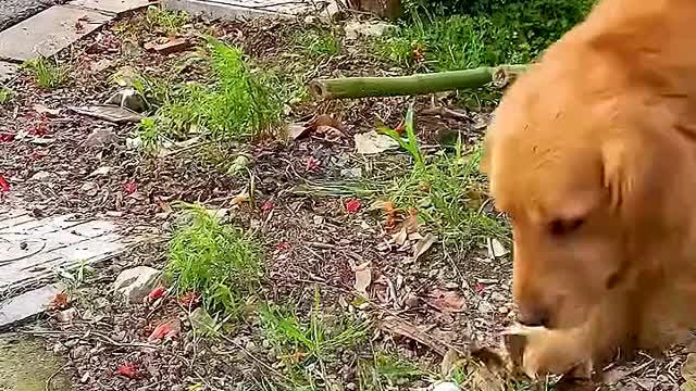 feed the dog