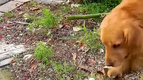 feed the dog