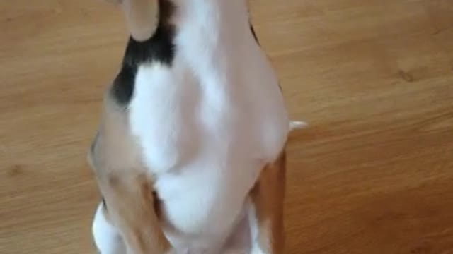 My love beagle