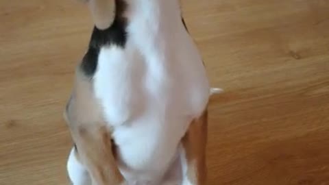 My love beagle