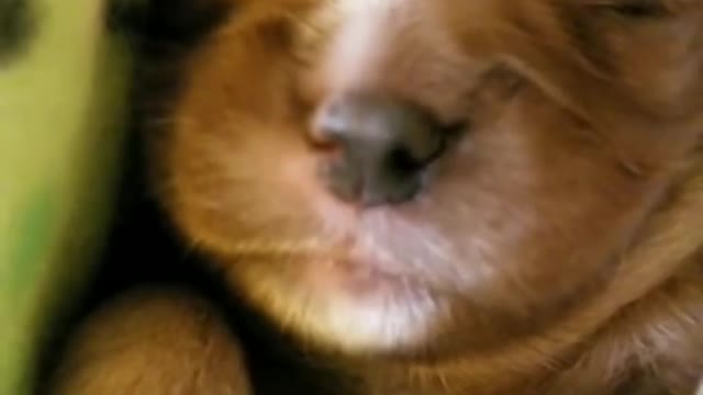 cute little puppy having a dream1