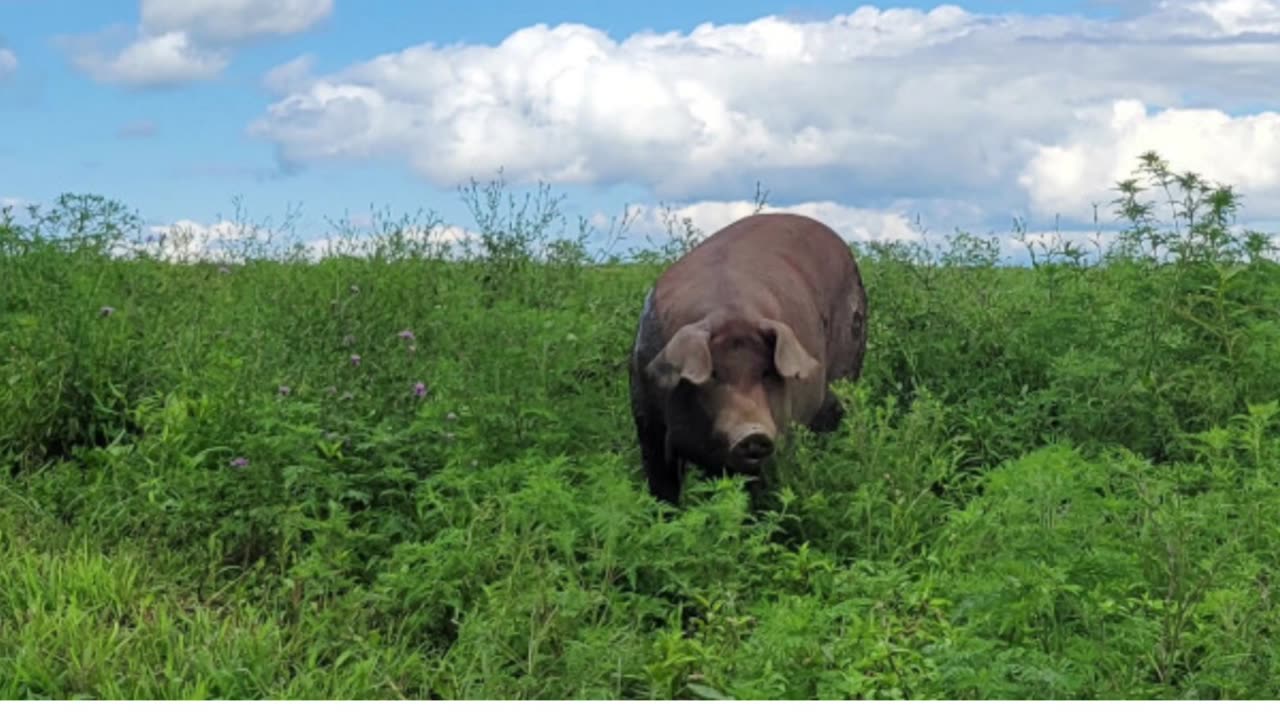 grass-fed farm in the NY state: HIDDEN CAMP FARM