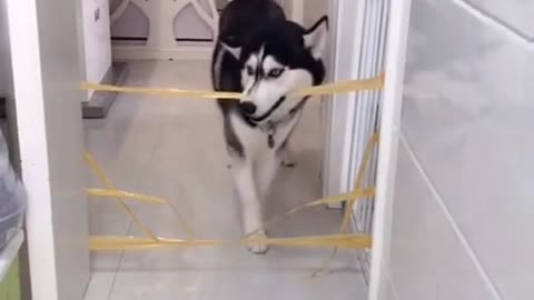 Cute animals videos