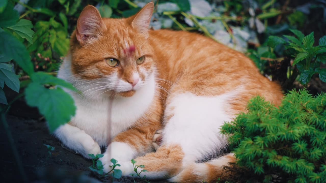 Beautiful cats 😍 sleeping in the ground