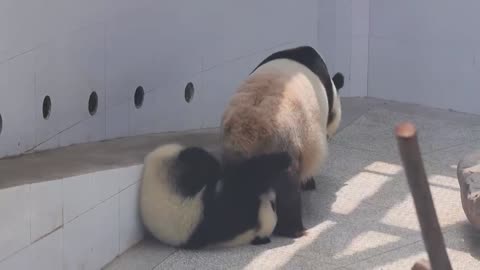 Little panda is playing.