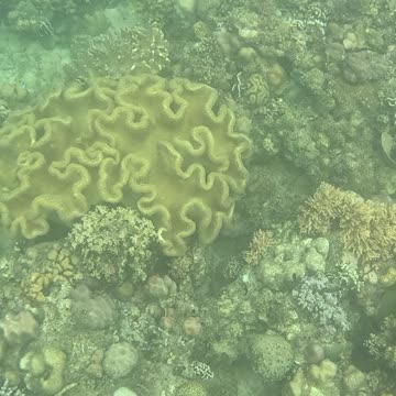 Snorkeling Adventures Philippines. So many fish. The reef is coming alive again