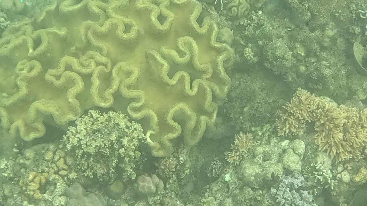 Snorkeling Adventures Philippines. So many fish. The reef is coming alive again