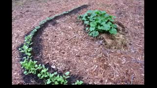 Wood Chip Gardening