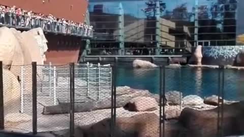 Seal/Sea Lion Feeding at the Wroclaw Zoo 2