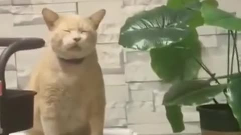 Very cute cat