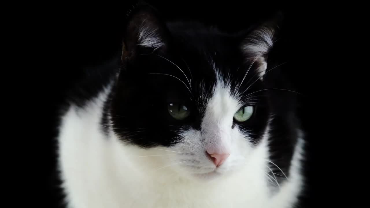 Cat _ Cute Cat _ Baby Cat Video _ Black & White Cat Ultra HD Video _ Funny Cats (1)