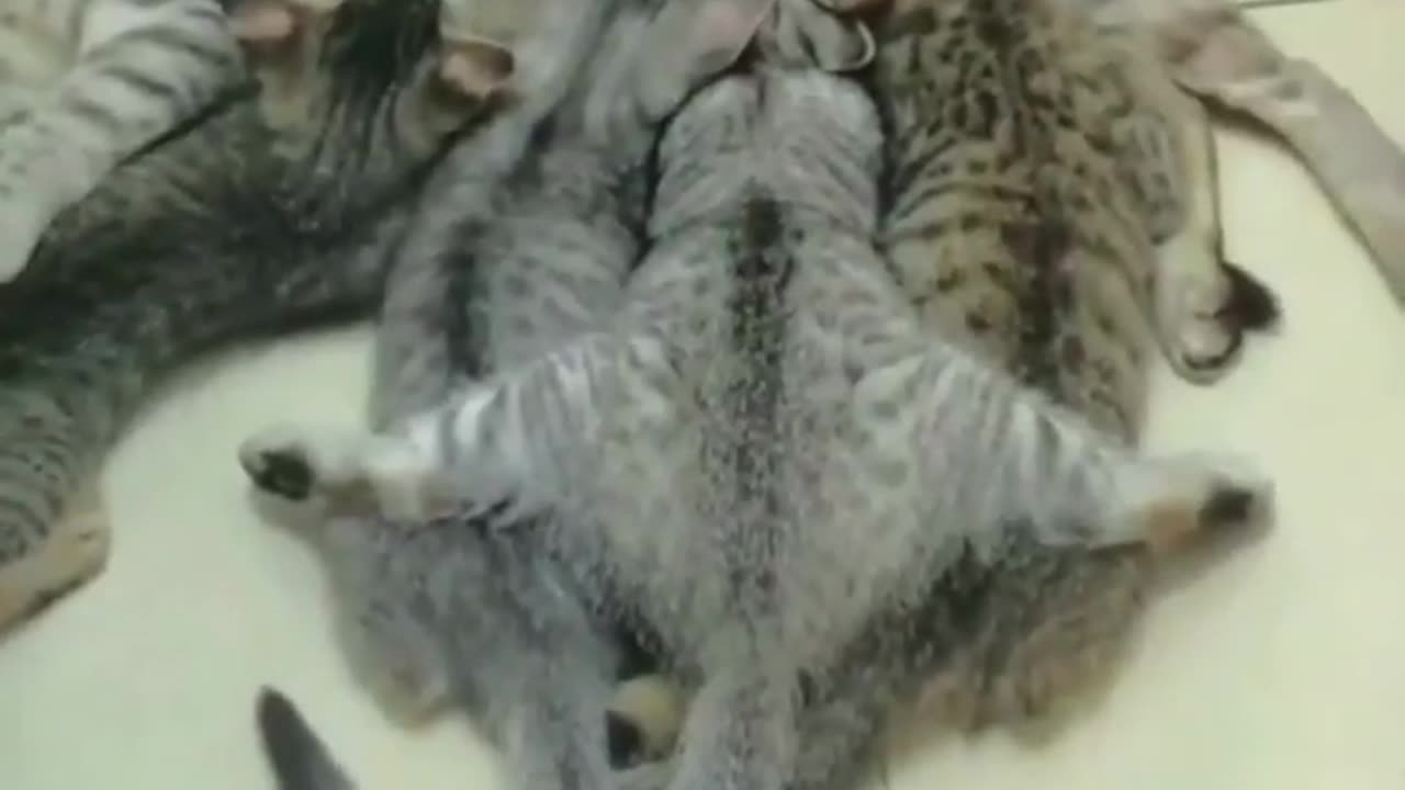 Funny animal|funny animals video|try not to laugh #cute & #funny - #cat - #video - #shorts