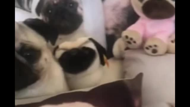 Dog short video ll #shorts animal video