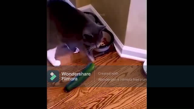 cat funny video