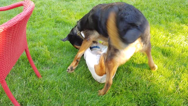 Korbin and Canoli playing