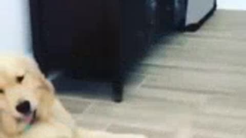 Dog's love